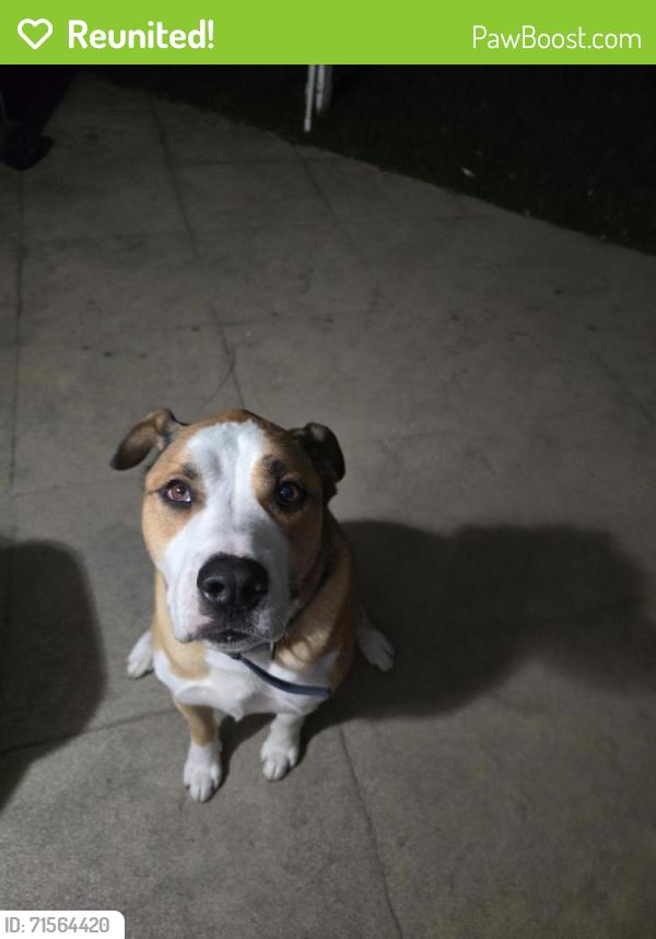 Reunited Male Dog last seen Palm drive and gala ave, Rancho Cucamonga, CA 91701
