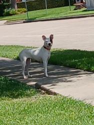 Found/Stray Female Dog last seen DADs field, Houston, TX 77062