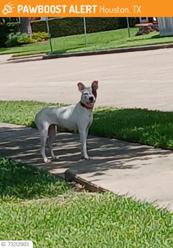 Found/Stray Female Dog last seen DADs field, Houston, TX 77062