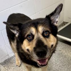 Reunited Male Dog last seen Port St Lucie, Port St. Lucie, FL 34986