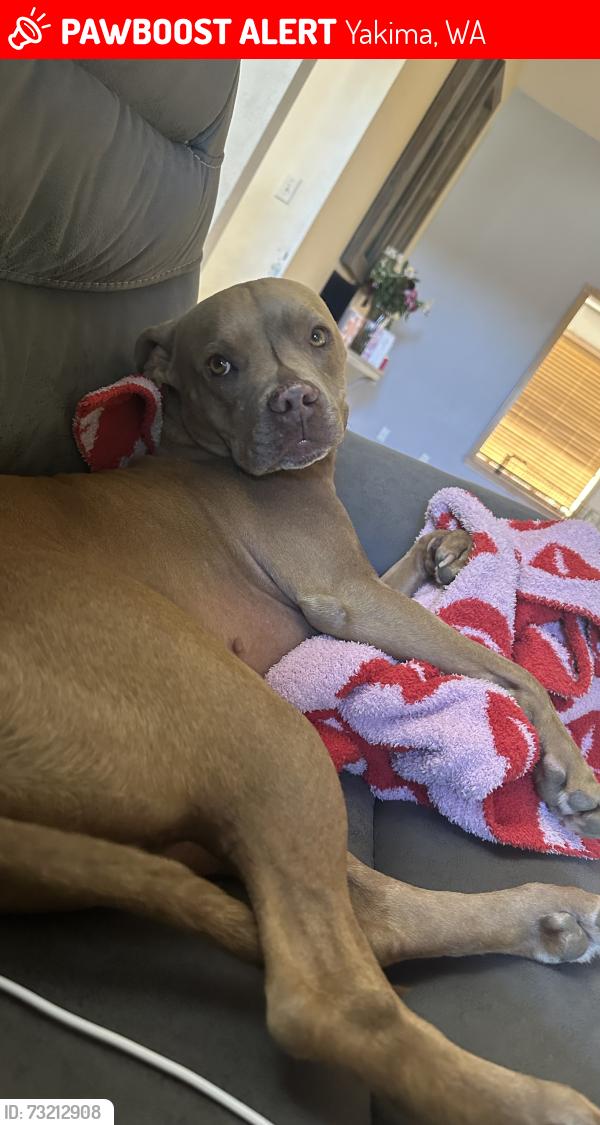 Lost Female Dog last seen Near s 80th ave yakima wa 98908, Yakima, WA 98908