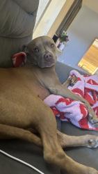 Lost Female Dog last seen Near s 80th ave yakima wa 98908, Yakima, WA 98908