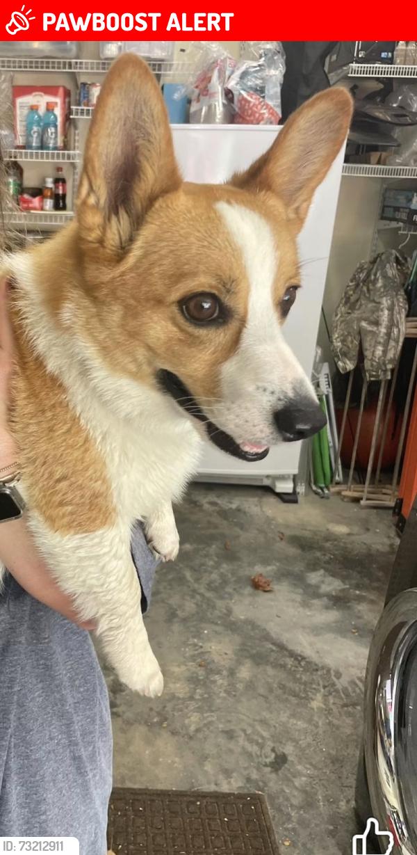 Lost Male Dog last seen Old big cove, Owens Cross Roads, AL 35763