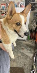 Lost Male Dog last seen Old big cove, Owens Cross Roads, AL 35763