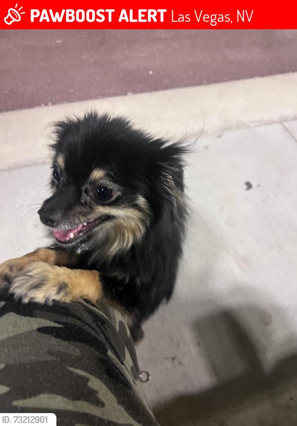 Lost Male Dog last seen Lamb and Karen sand creek park, Las Vegas, NV 89121
