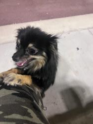Lost Male Dog last seen Lamb and Karen sand creek park, Las Vegas, NV 89121