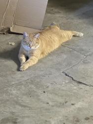 Lost Male Cat last seen Gift road, Bend, OR 97703