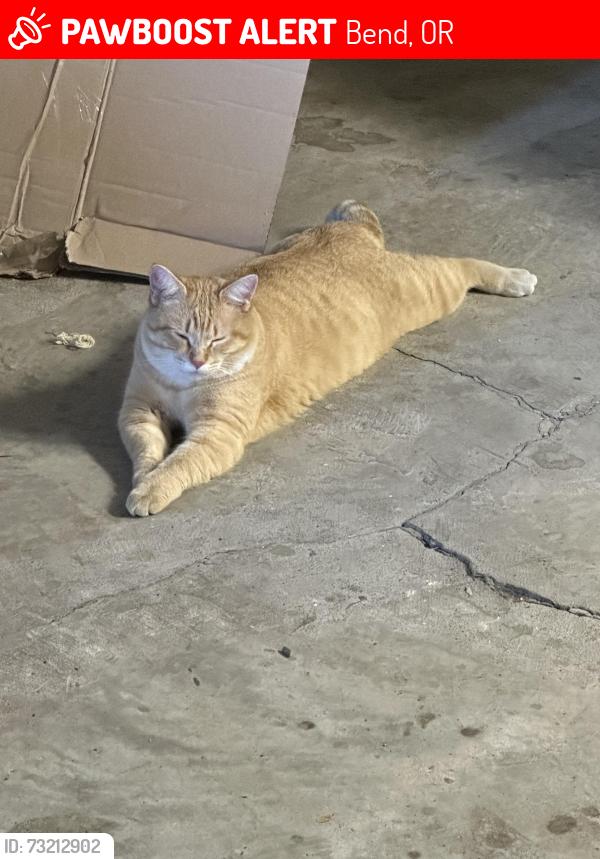 Lost Male Cat last seen Gift road, Bend, OR 97703