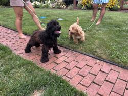 Reunited Unknown Dog last seen Hatchery rd, Turkey Creek Township, IN 46567