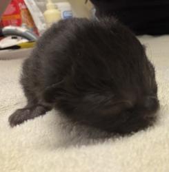 Shelter Stray Male Cat last seen Near W washington Avenue, Escondido, CA, 92025, Escondido, CA 92027, USA