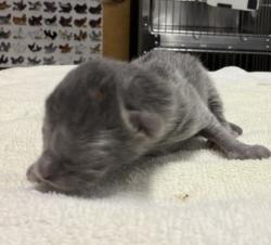 Shelter Stray Male Cat last seen Near W washington Avenue, Escondido, CA, 92025, Escondido, CA 92027, USA