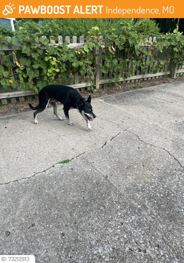 Found/Stray Unknown Dog last seen Phelps, Independence, MO 64055