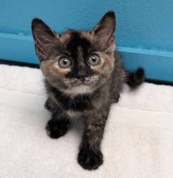 Shelter Stray Female Cat last seen Near E Grand Street, Escondido, CA, 92027, Escondido, CA 92027, USA