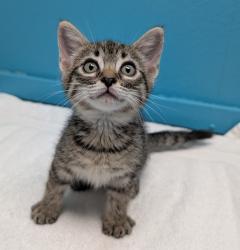 Shelter Stray Female Cat last seen Near E Grand Street, Escondido, CA, 92027, Escondido, CA 92027, USA