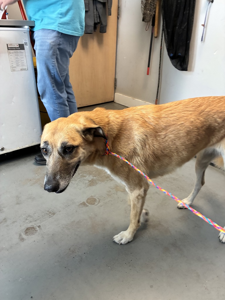 Shelter Stray Female Dog last seen Near N, SALT LAKE CITY, UT, 84116, 511 W 3900 S, Salt Lake City, UT 84123, USA