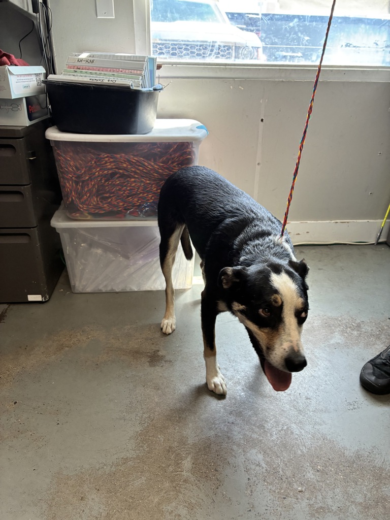 Shelter Stray Male Dog last seen Near N, SALT LAKE CITY, UT, 84116, 511 W 3900 S, Salt Lake City, UT 84123, USA