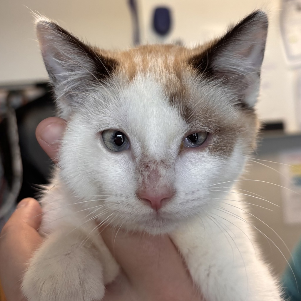 Shelter Stray Female Cat last seen Apt 3207,7400 S State Street, Midvale, UT, 84047, 511 W 3900 S, Salt Lake City, UT 84123, USA