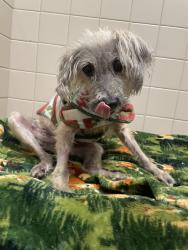 Shelter Stray Female Dog last seen El Paso Street, La Mesa, CA, 91942, El Cajon, CA 92020, USA