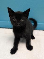Shelter Stray Female Cat last seen Near E Grand Street, Escondido, CA, 92027, Escondido, CA 92027, USA