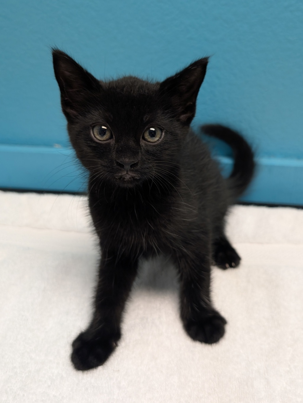 Shelter Stray Female Cat last seen Near E Grand Street, Escondido, CA, 92027, Escondido, CA 92027, USA