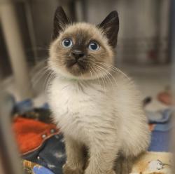 Shelter Stray Male Cat last seen Near Caliente Circle, SAN LEANDRO, CA, 94578, 8323 Baldwin St, Oakland, CA 94621, USA