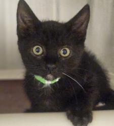 Shelter Stray Male Cat last seen Floresta garden community, SAN LEANDRO, CA, 94578, 8323 Baldwin St, Oakland, CA 94621, USA