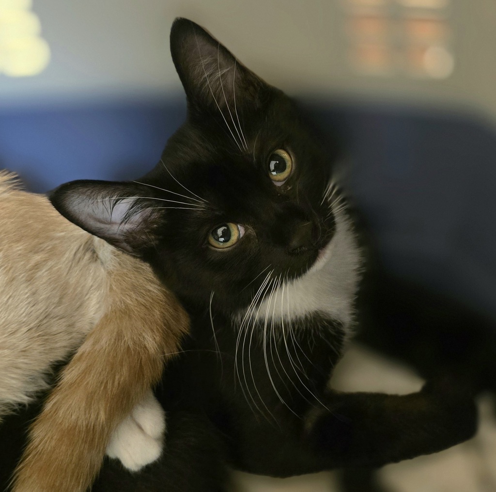 Shelter Stray Female Cat last seen Junction Avenue, LIVERMORE, CA, 94551, 8323 Baldwin St, Oakland, CA 94621, USA