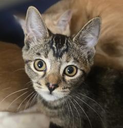 Shelter Stray Female Cat last seen Junction Avenue, LIVERMORE, CA, 94551, 8323 Baldwin St, Oakland, CA 94621, USA