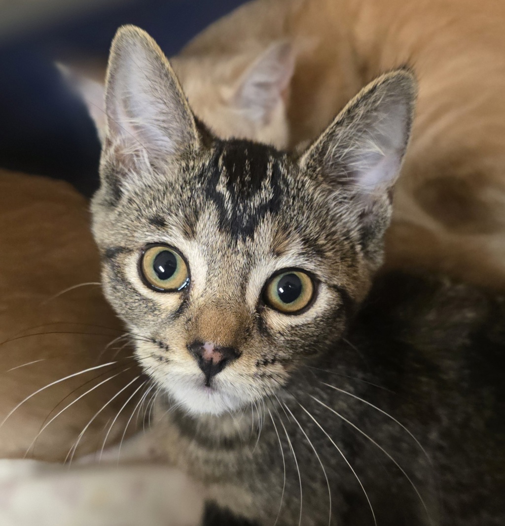 Shelter Stray Female Cat last seen Junction Avenue, LIVERMORE, CA, 94551, 8323 Baldwin St, Oakland, CA 94621, USA