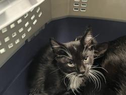 Shelter Stray Unknown Cat last seen Near 10th Avenue, NEW YORK, NY, 10001, 326 E 110th St, New York, NY 10029, USA