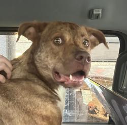 Reunited Unknown Dog last seen Gray, TN, Gray, TN 37615