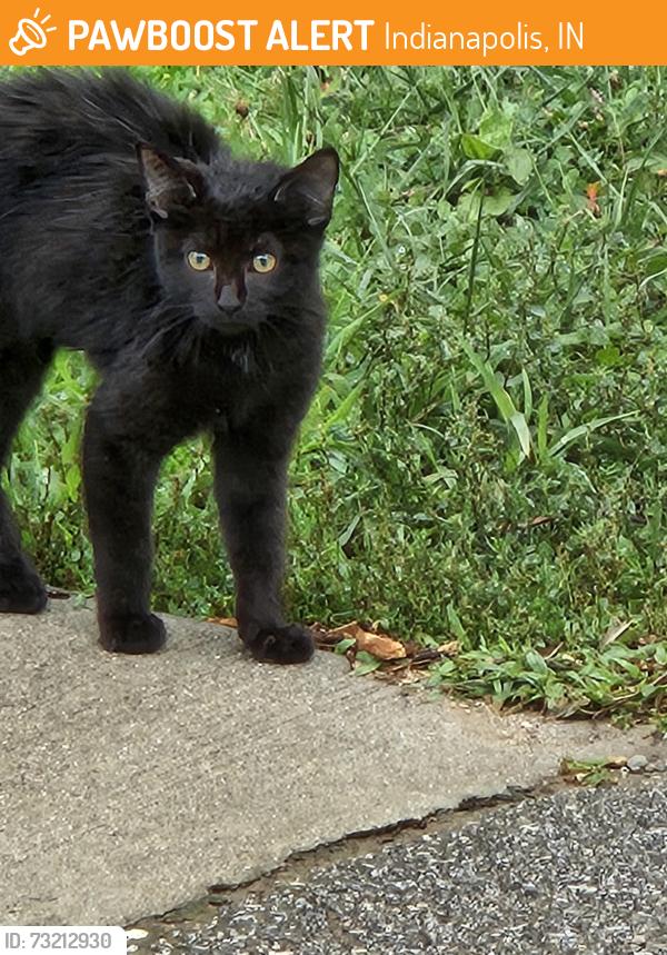 Found/Stray Unknown Cat last seen Christian patk bridge, Indianapolis, IN 46201