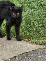 Found/Stray Unknown Cat last seen Christian patk bridge, Indianapolis, IN 46201