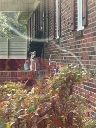 Found/Stray Male Dog last seen Mills Street Ext. and Mahaffey Road, Williamston, SC 29697