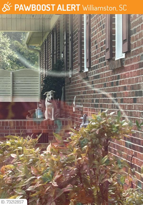 Found/Stray Male Dog last seen Mills Street Ext. and Mahaffey Road, Williamston, SC 29697