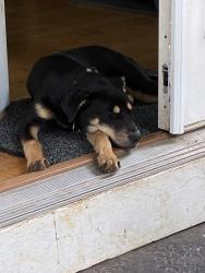 Found/Stray Male Dog last seen westgate, Greensboro, NC 27410