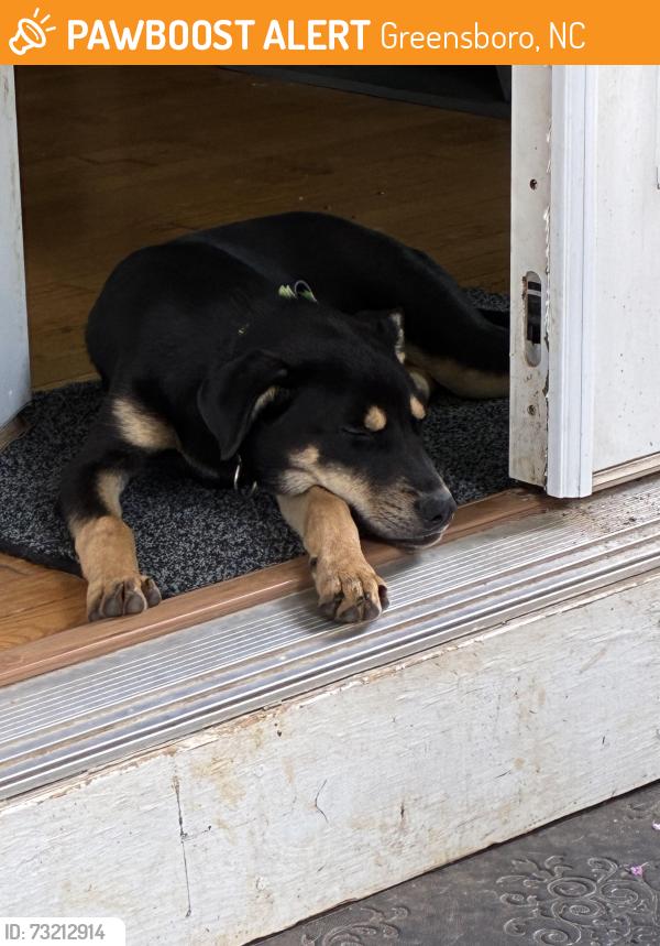 Found/Stray Male Dog last seen westgate, Greensboro, NC 27410