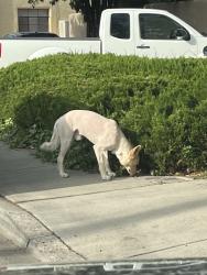 Reunited Male Dog last seen Silver and 14th SW, Albuquerque, NM 87102