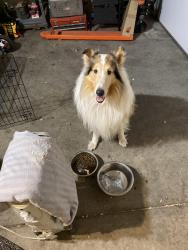 Reunited Male Dog last seen Harlan and 10th, Lakewood, CO 80214