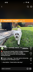 Lost Male Dog last seen Edgewood Road and ests subdivision in Eagle, Eagle, ID 83616
