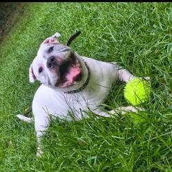 Lost Male Dog last seen Walmart - Barrett Pkwy, Marietta, GA 30066