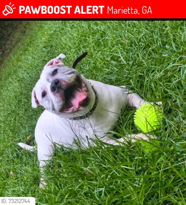 Lost Male Dog last seen Walmart - Barrett Pkwy, Marietta, GA 30066