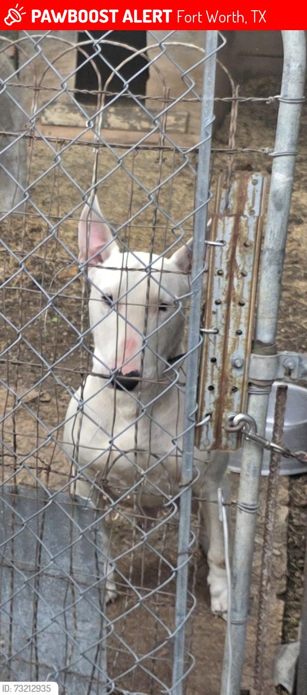 Lost Male Dog last seen Felix , James , Spurgeon st. 76115, Fort Worth, TX 76115