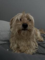 Reunited Male Dog last seen Timber creek dr, Grand Prairie, TX 75052