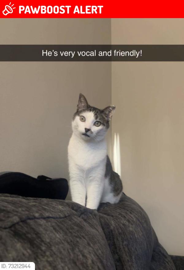 Lost Male Cat last seen cub foods, Inver Grove Heights, MN 55076