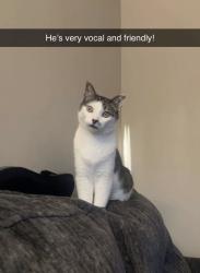 Lost Male Cat last seen cub foods, Inver Grove Heights, MN 55076