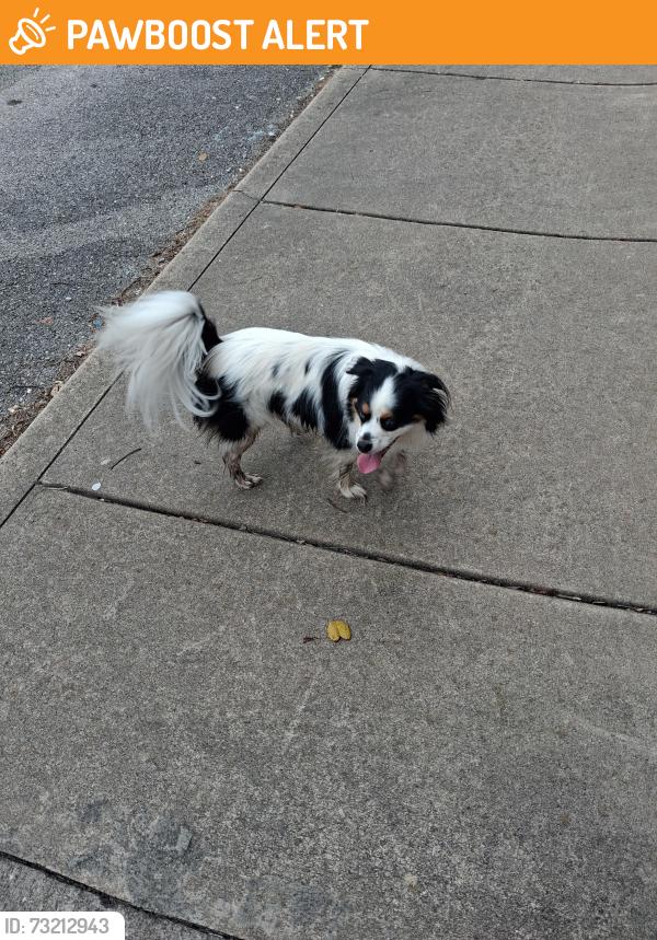 Found/Stray Male Dog last seen Rockaway beach, Rockaway Beach, MO 65740