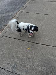 Found/Stray Male Dog last seen Rockaway beach, Rockaway Beach, MO 65740