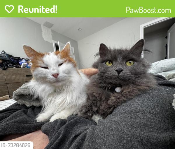 Reunited Female Cat last seen Bayard Street and Vine Rock Street, Dedham, MA 02026