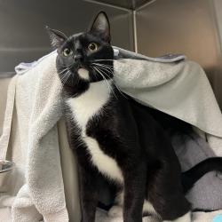 Shelter Stray Male Cat last seen , 361 S Raymond Ave, Pasadena, CA 91105, USA